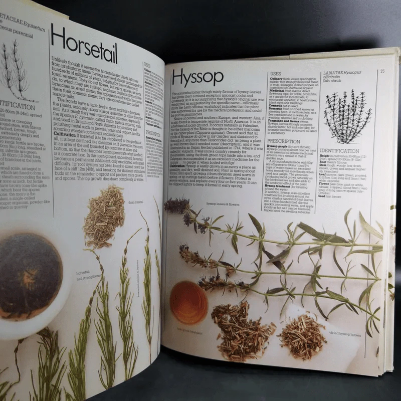 Herbs - Ann Bonar รูปที่ 11