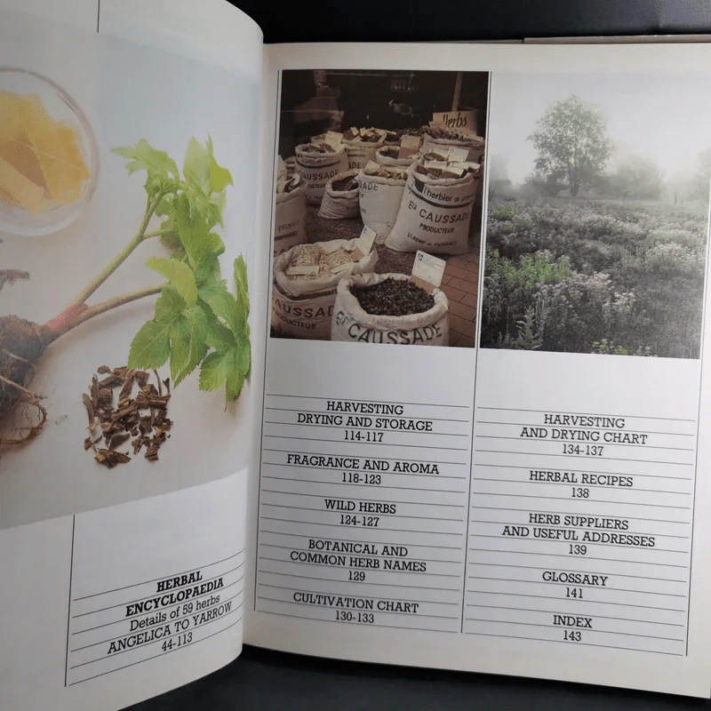 Herbs - Ann Bonar รูปที่ 9