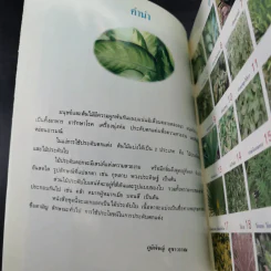 ไม้ประดับใบจัดแต่งบ้านและสวน เล่ม 2 รูปที่ 8