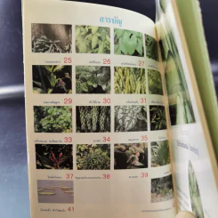 ไม้ประดับใบจัดแต่งบ้านและสวน เล่ม 2 รูปที่ 10