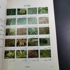 ไม้ประดับใบ จัดแต่งบ้านและสวน เล่ม 1 รูปที่ 9