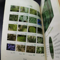 ไม้ประดับใบ จัดแต่งบ้านและสวน เล่ม 1 รูปที่ 10