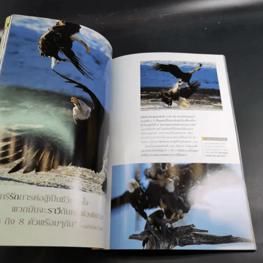 National Geographic ก.ค.2545 อินทรีหัวขาวผงาดฟ้า รูปที่ 11