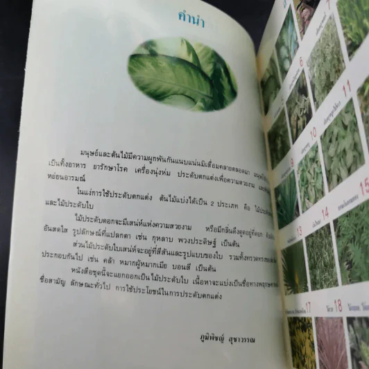 ไม้ประดับใบจัดแต่งบ้านและสวน เล่ม 2 รูปที่ 8