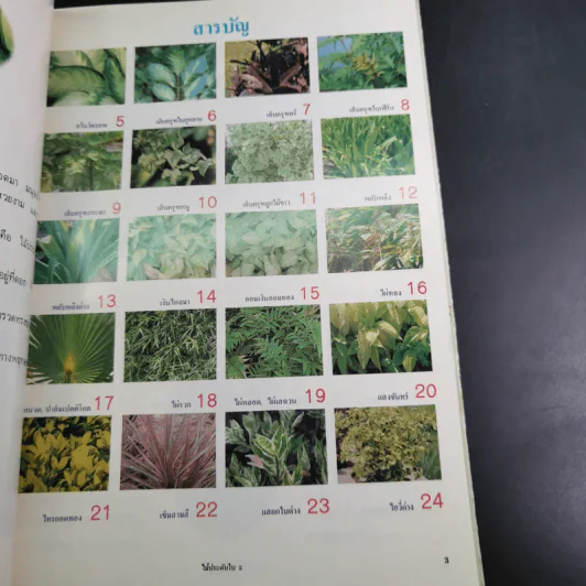 ไม้ประดับใบจัดแต่งบ้านและสวน เล่ม 2 รูปที่ 9