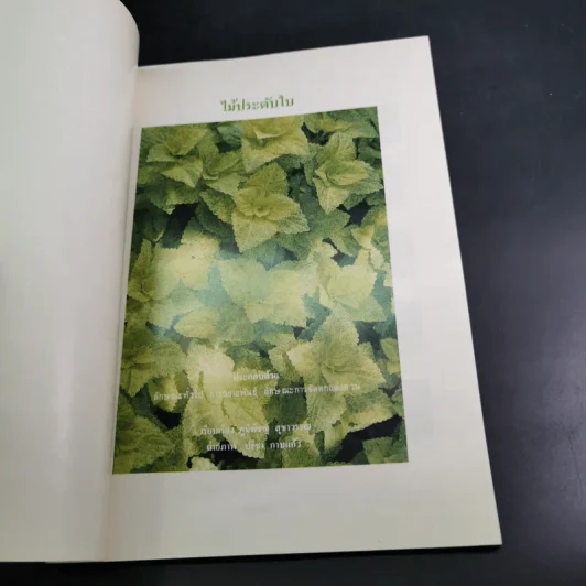 ไม้ประดับใบ จัดแต่งบ้านและสวน เล่ม 1 รูปที่ 7