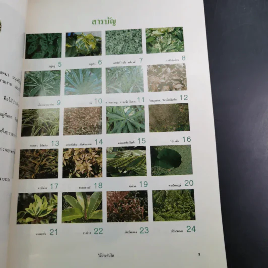 ไม้ประดับใบ จัดแต่งบ้านและสวน เล่ม 1 รูปที่ 9