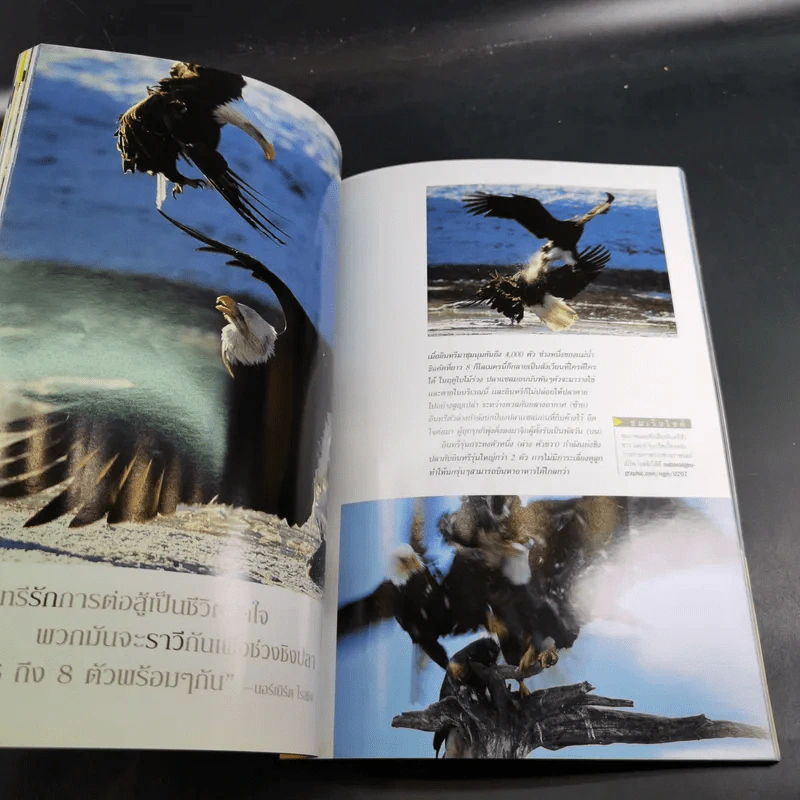 National Geographic ก.ค.2545 อินทรีหัวขาวผงาดฟ้า รูปที่ 11