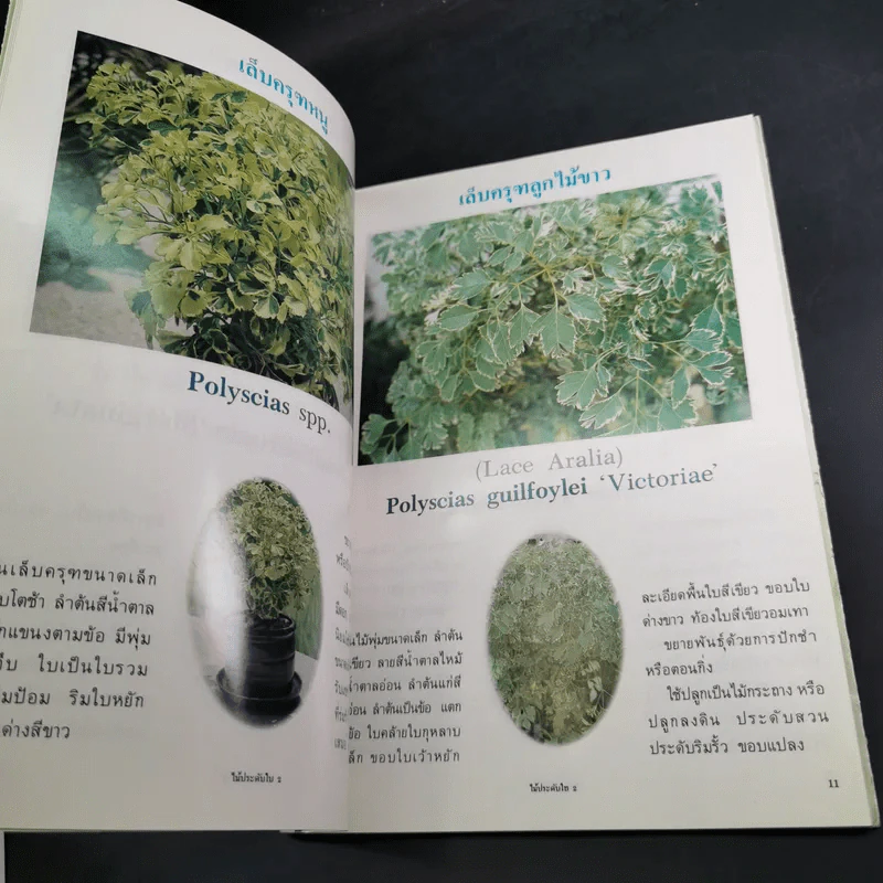 ไม้ประดับใบจัดแต่งบ้านและสวน เล่ม 2 รูปที่ 11