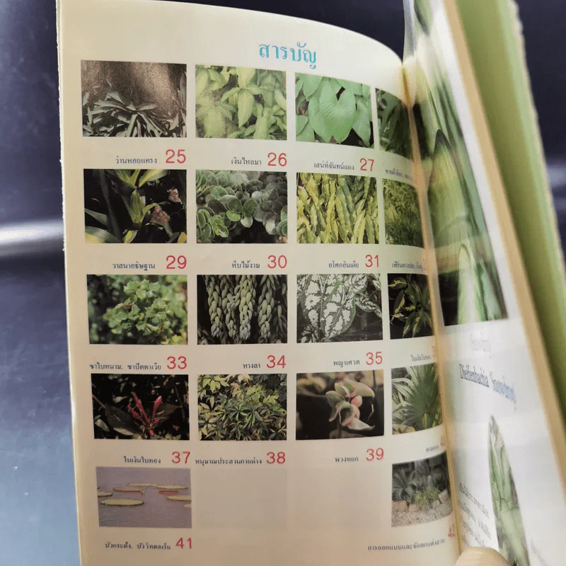 ไม้ประดับใบจัดแต่งบ้านและสวน เล่ม 2 รูปที่ 10