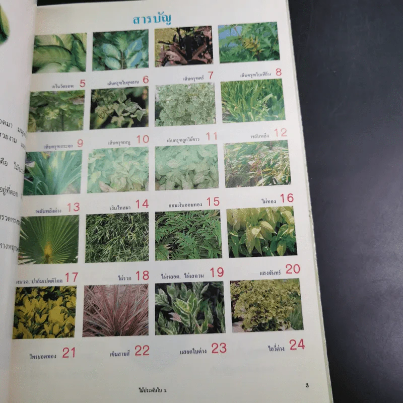 ไม้ประดับใบจัดแต่งบ้านและสวน เล่ม 2 รูปที่ 9