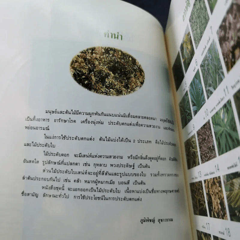 ไม้ประดับใบ จัดแต่งบ้านและสวน เล่ม 1 รูปที่ 8