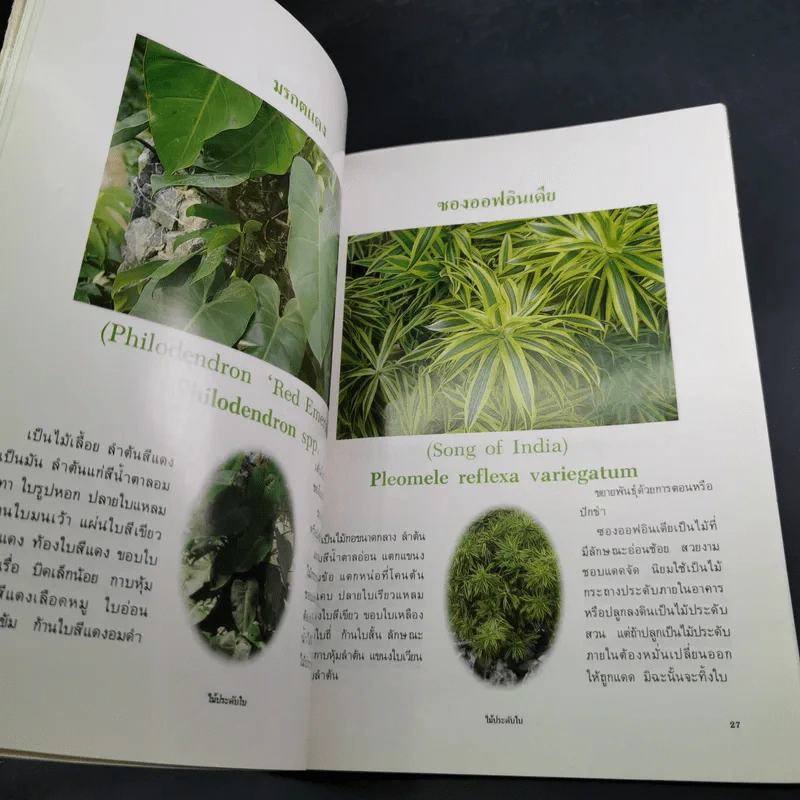 ไม้ประดับใบ จัดแต่งบ้านและสวน เล่ม 1 รูปที่ 11