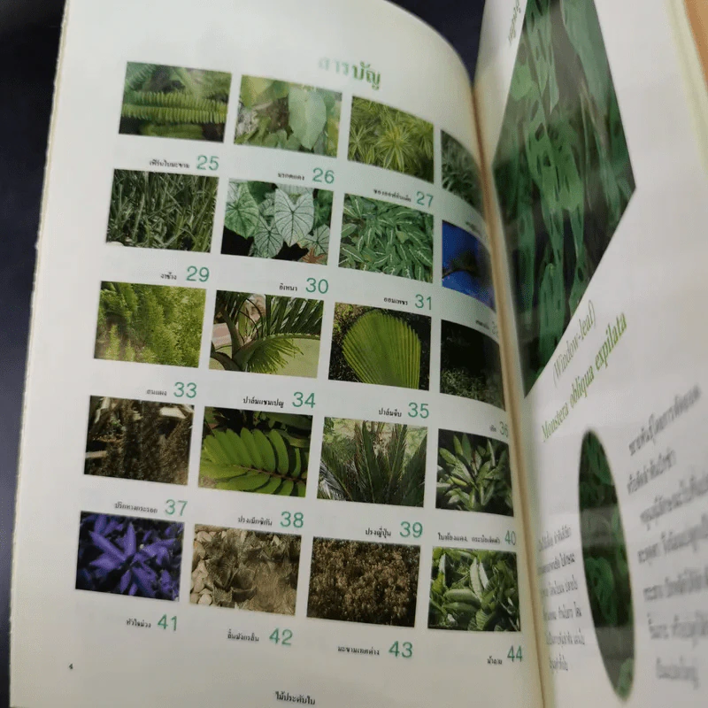 ไม้ประดับใบ จัดแต่งบ้านและสวน เล่ม 1 รูปที่ 10