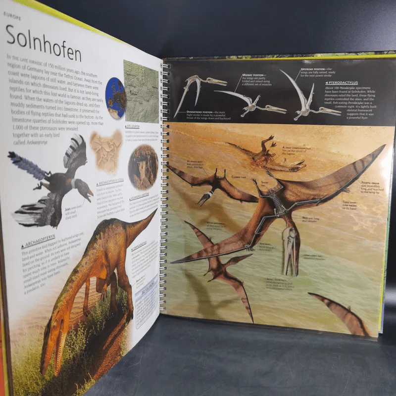 Dinosaur Atlas รูปที่ 10