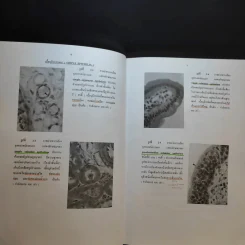 Chula's Atlas of Basic Human Anatomy วิทยาศาสตร์การแพทย์ นักศึกษาพยาบาล เทคนิคการแพทย์ รังสีเทคนิค รูปที่ 13