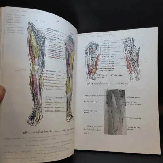 Chula's Atlas of Basic Human Anatomy วิทยาศาสตร์การแพทย์ นักศึกษาพยาบาล เทคนิคการแพทย์ รังสีเทคนิค รูปที่ 16