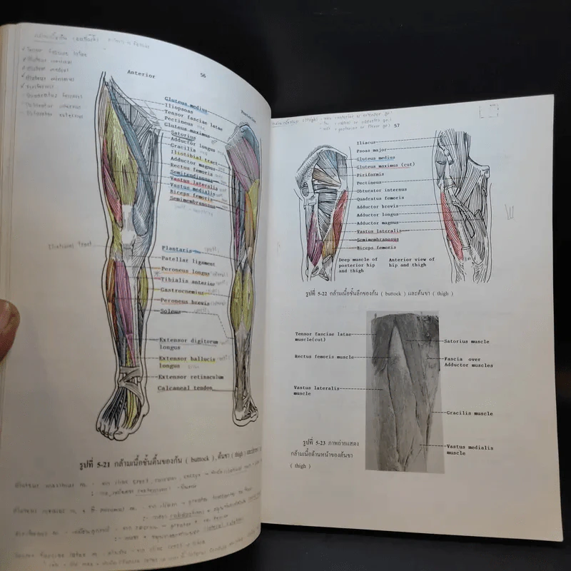 Chula's Atlas of Basic Human Anatomy วิทยาศาสตร์การแพทย์ นักศึกษาพยาบาล เทคนิคการแพทย์ รังสีเทคนิค รูปที่ 16