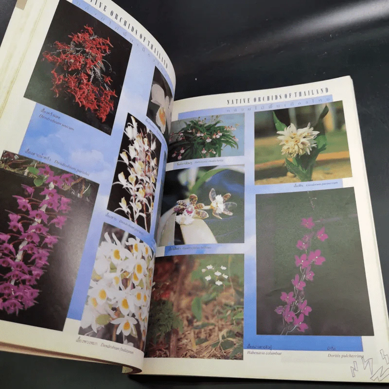 งานประกวดกล้วยไม้เอเชีย แปซิฟิก ครั้งที่ 4 เชียงใหม่ รูปที่ 11