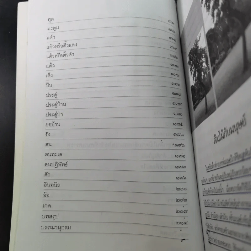 ไม้มงคลกับตำนานความเชื่อ - ณรงค์ มูลคำ รูปที่ 14