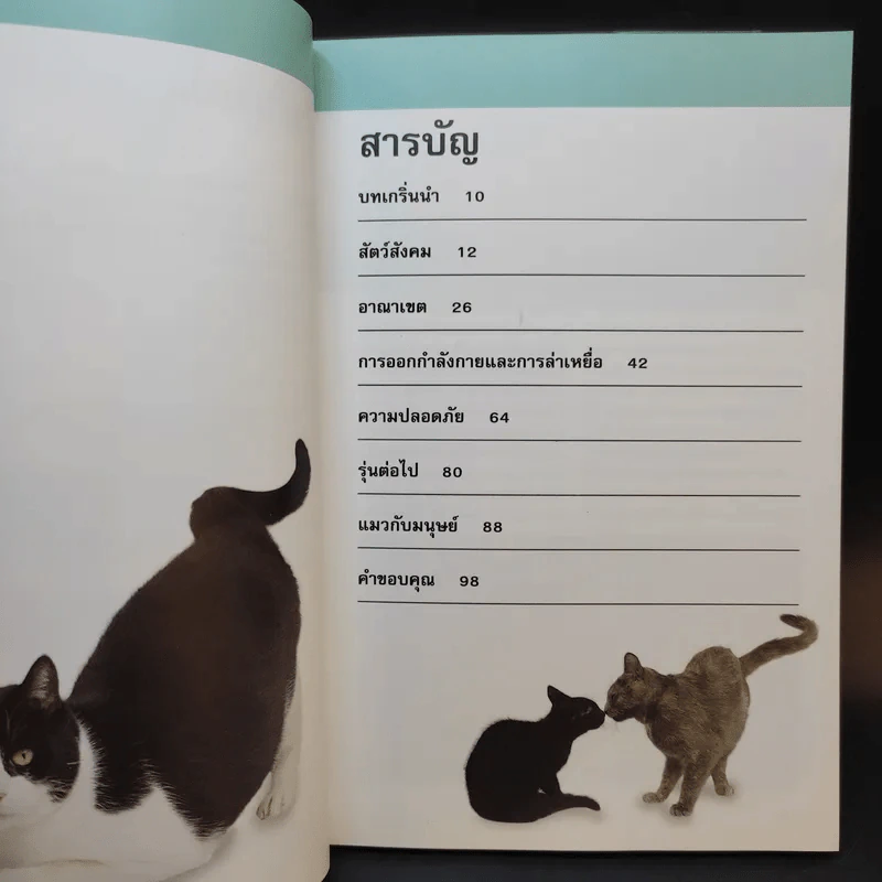 รู้ไหมแมวคิดอะไรอยู่? รูปที่ 12