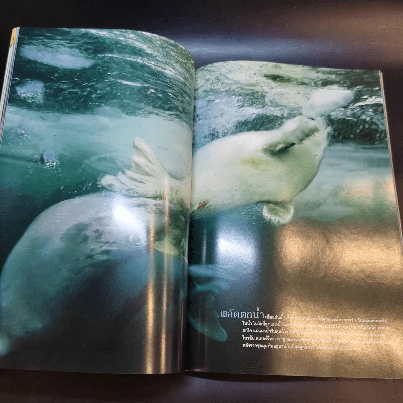 National Geographic มี.ค.2547 รูปที่ 13