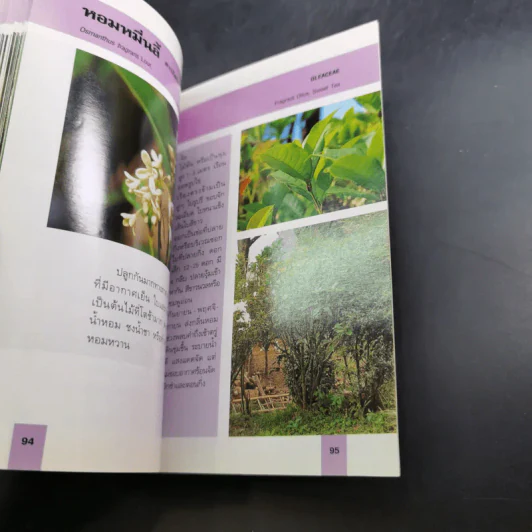 คู่มือคนรักต้นไม้ 12 เล่ม รูปที่ 19