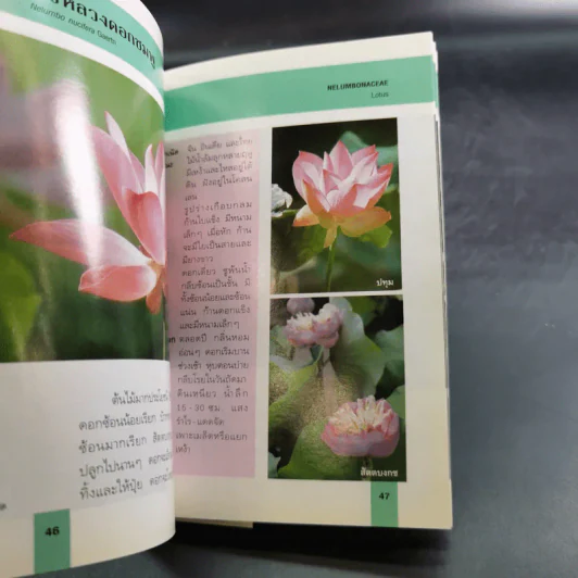 คู่มือคนรักต้นไม้ 12 เล่ม รูปที่ 36
