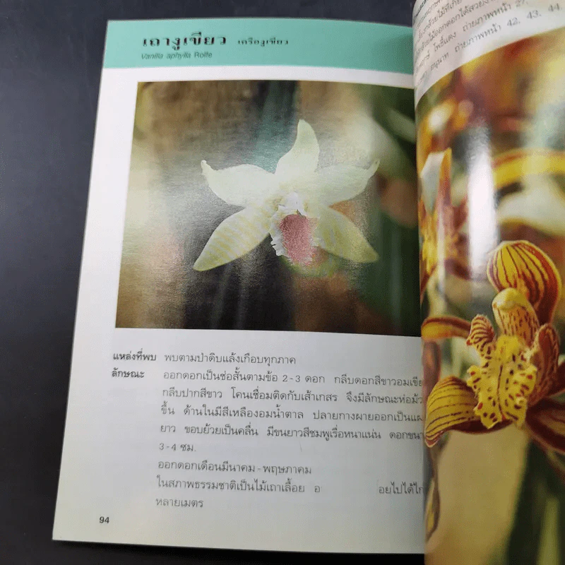 คู่มือคนรักต้นไม้ กล้วยไม้ไทย เล่ม 2 - วชิรพงศ์ หวลบุตตา รูปที่ 15