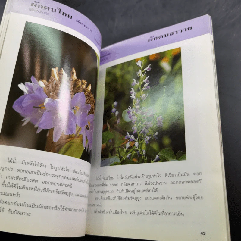 คู่มือคนรักต้นไม้ 12 เล่ม รูปที่ 48