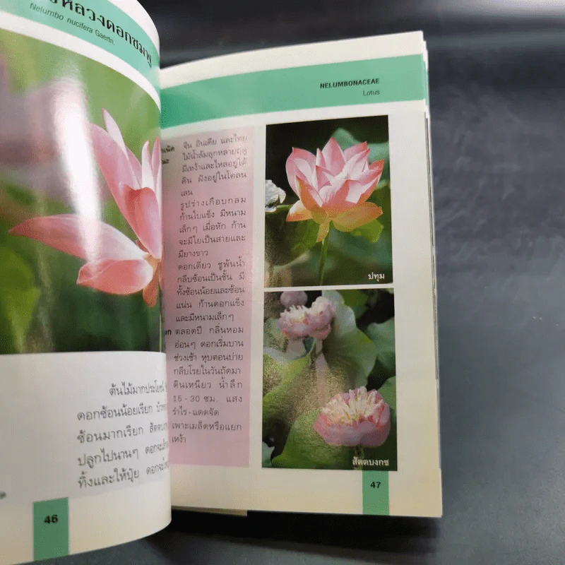 คู่มือคนรักต้นไม้ 12 เล่ม รูปที่ 36