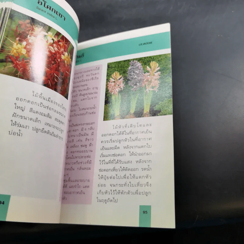 คู่มือคนรักต้นไม้ 12 เล่ม รูปที่ 37