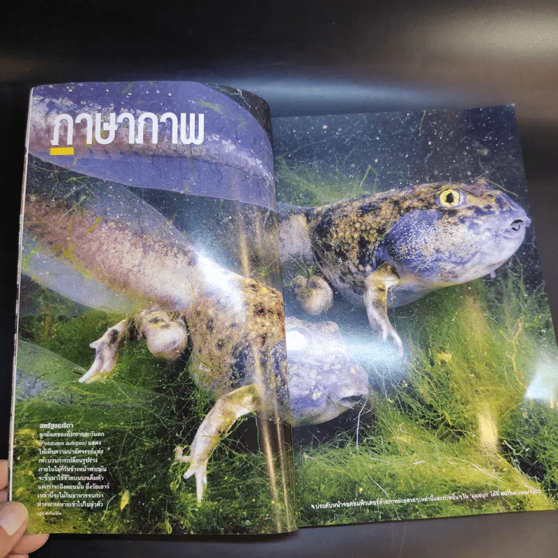 National Geographic มี.ค.2555 แกะรอยผลงานปริศนาของดาวินชี รูปที่ 9