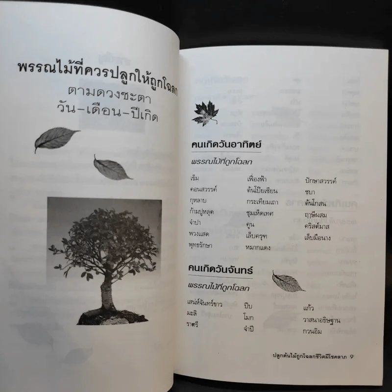 ปลูกต้นไม้ถูกโฉลก ชีวิตมีโชคลาภ - ไชยา บุญพิทักษ์ รูปที่ 11