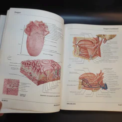Atlas of Human Anatomy รูปที่ 20
