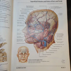 Atlas of Human Anatomy รูปที่ 17