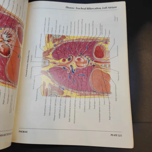 Atlas of Human Anatomy รูปที่ 23
