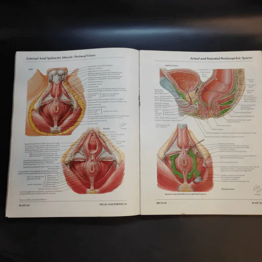 Atlas of Human Anatomy รูปที่ 22