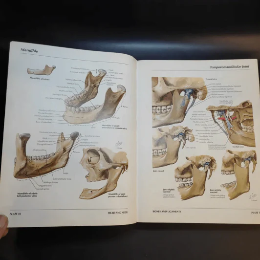 Atlas of Human Anatomy รูปที่ 16