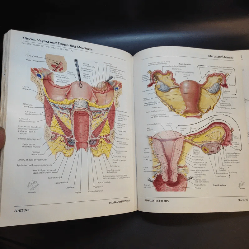Atlas of Human Anatomy รูปที่ 21