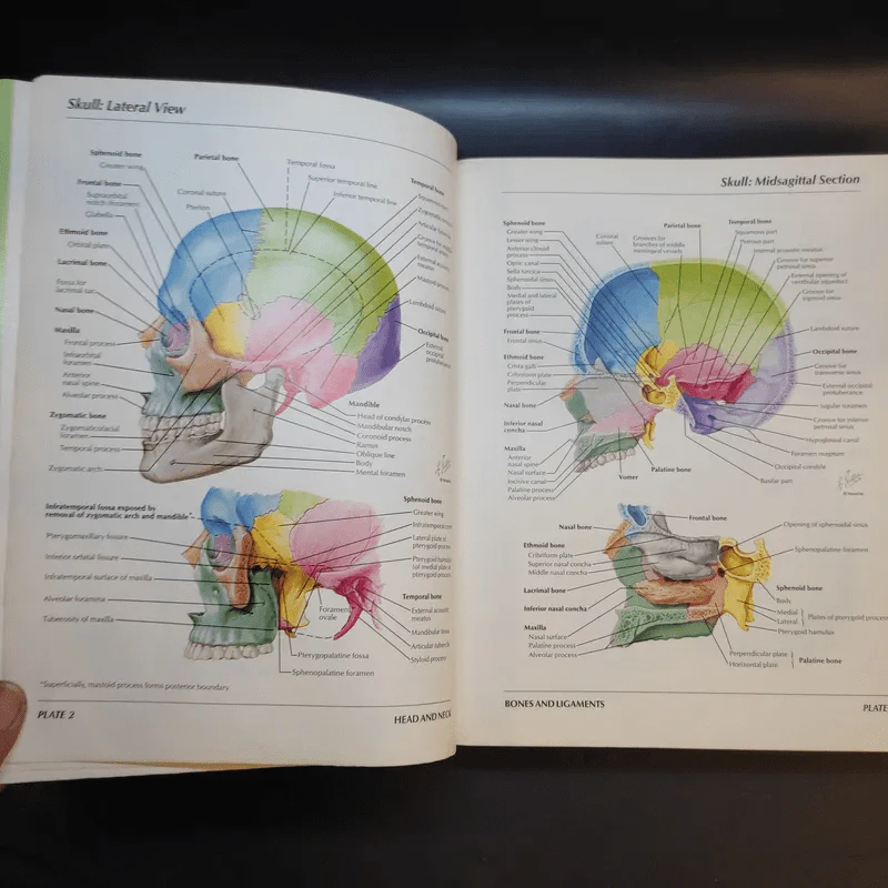 Atlas of Human Anatomy รูปที่ 14