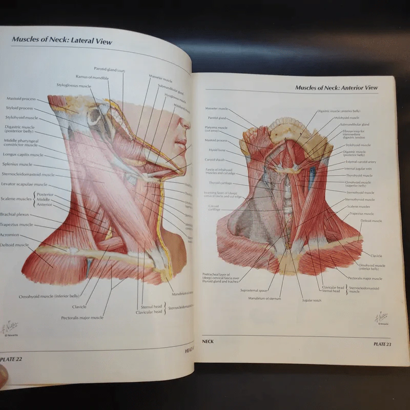 Atlas of Human Anatomy รูปที่ 18