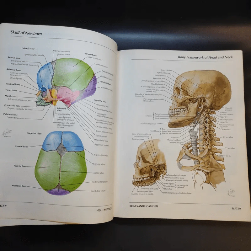 Atlas of Human Anatomy รูปที่ 15