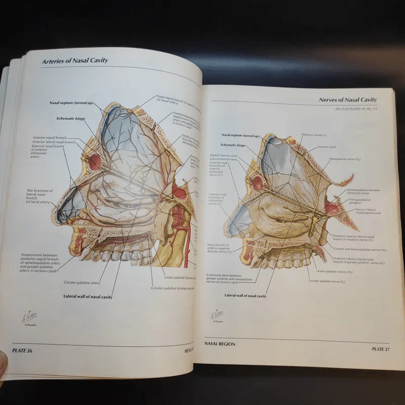 Atlas of Human Anatomy รูปที่ 19