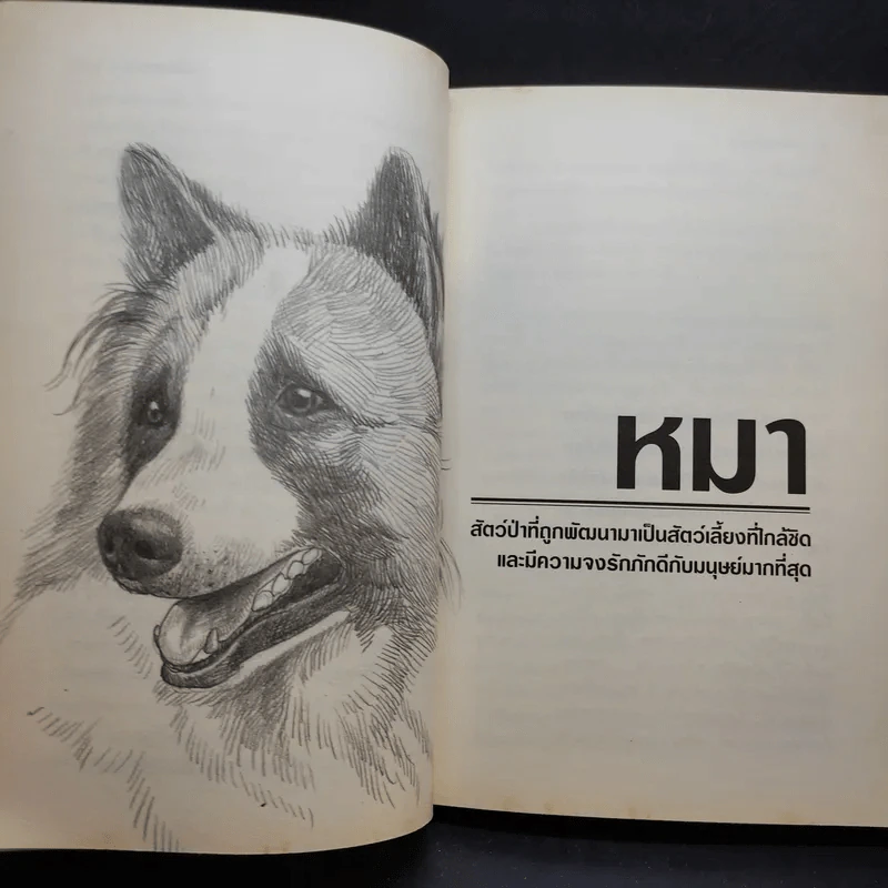 หมาพัน(ธุ์)ทาง 1,000 Ways Dog รูปที่ 11