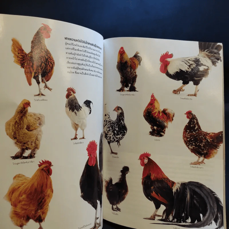 National Geographic ก.ค.2554 รูปที่ 14