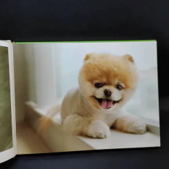 Boo The Life of the World's Cutest Dog - J.H.Lee รูปที่ 10