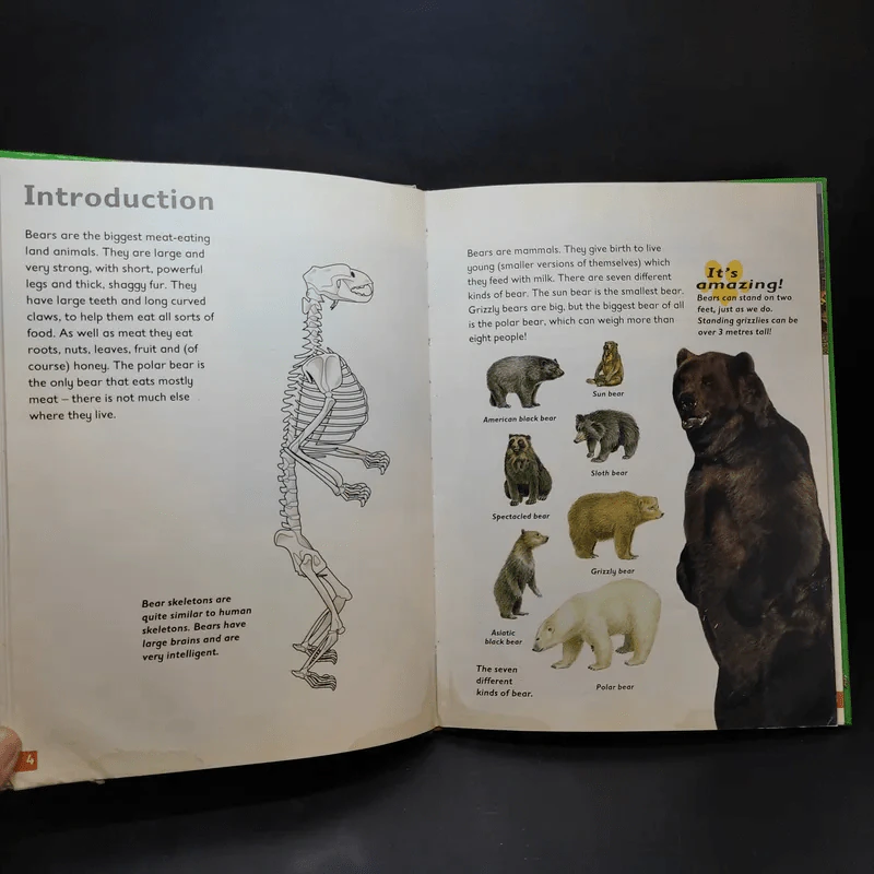 Polar Bear & Grizzly Bear รูปที่ 4