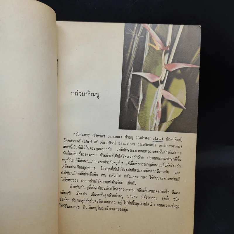 ไม้ดอกที่นิยมปลูกในเมืองไทยบางชนิด รูปที่ 11