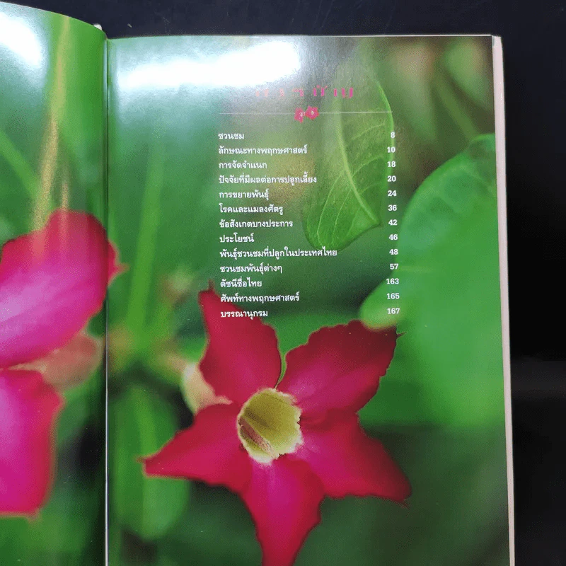 ชวนชม กุหลาบแห่งทะเลทราย - เผด็จ โตนวล, อฤชร พงษ์ไสว รูปที่ 12